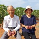 Casal de japoneses ajudam o Ceará plantando figos
