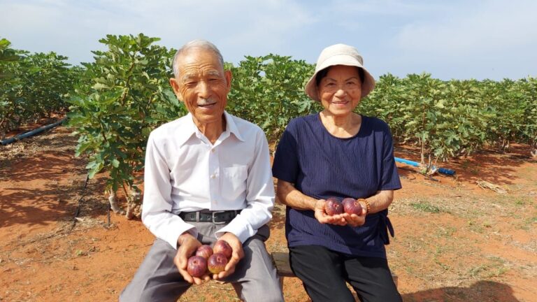 Casal de japoneses ajudam o Ceará plantando figos