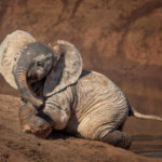 Elefantes brincando na lama é lindo demais!