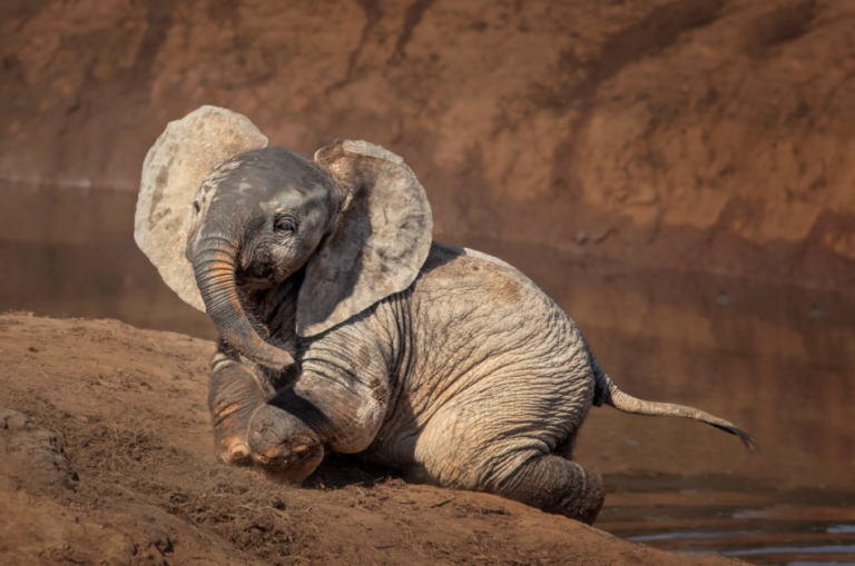 Elefantes brincando na lama é lindo demais!