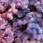 Cristal raro da Indonésia lembra um cacho de uvas