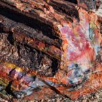 O incrível Parque Nacional da Floresta Petrificada 