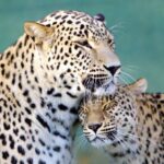Artista retrata animais selvagens há 15 anos, ele reuniu as fotos mais populares ao redor do mundo