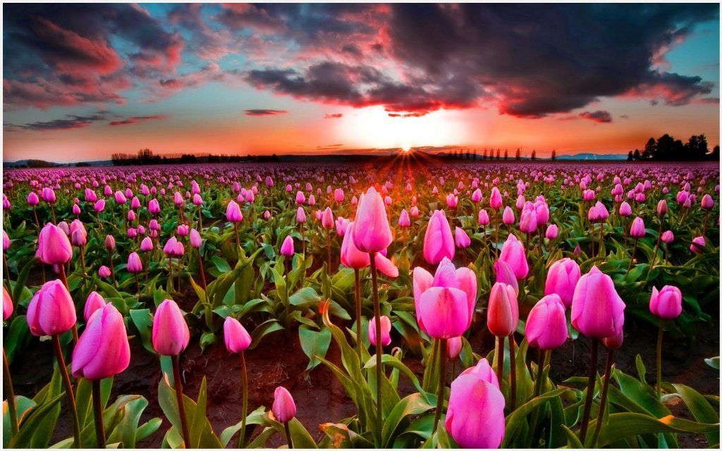 Srinagar: o maior jardim de tulipas da Ásia