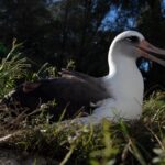 Mais velha albatroz do mundo vai ser mãe, novamente, aos 70 anos