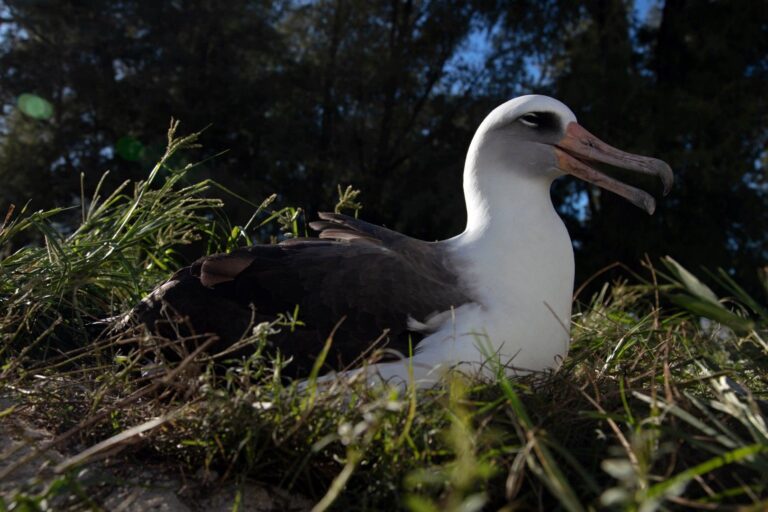 Mais velha albatroz do mundo vai ser mãe, novamente, aos 70 anos