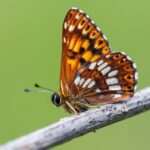 Duke of Burgundy, a borboleta salva da extinção