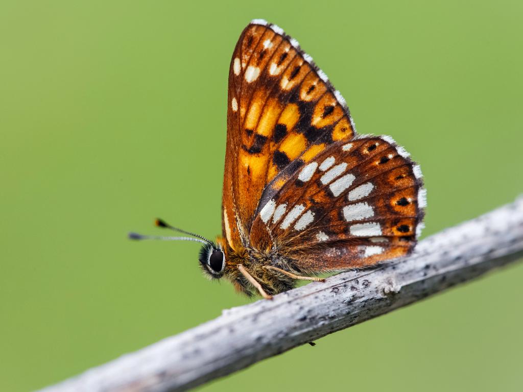 Duke of Burgundy, a borboleta salva da extinção