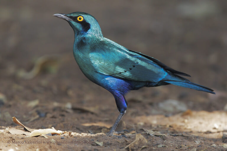 Conheça o Estorninho-Grande-d’Orelha-Azul!