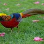 Lindo e colorido Faisão-Dourado!