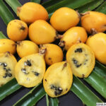 Caraguatá: fruto excelente para tosse e infecções respiratórias