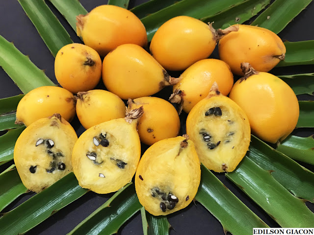 Caraguatá: fruto excelente para tosse e infecções respiratórias