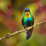 Conheça o beija-flor colibri de garganta flamejante