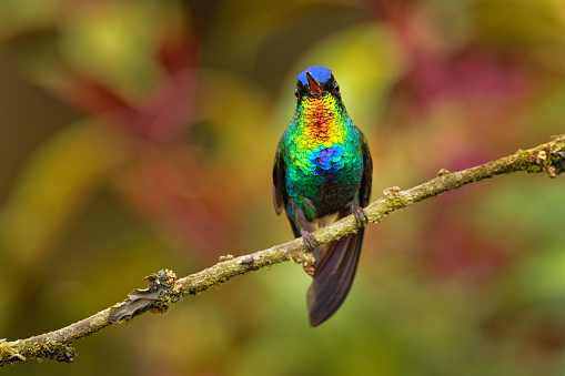 Conheça o beija-flor colibri de garganta flamejante