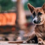 Em Praia Grande-SP, atendimento gratuito para cães de pessoas em situação de rua