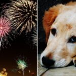 Assembleia aprova projeto que proíbe fogos de artifício com barulho em SP