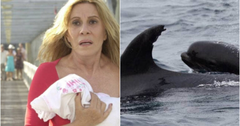 Nazaré dos Mares? Golfinho fêmea ‘rouba’ bebê baleia e o adota