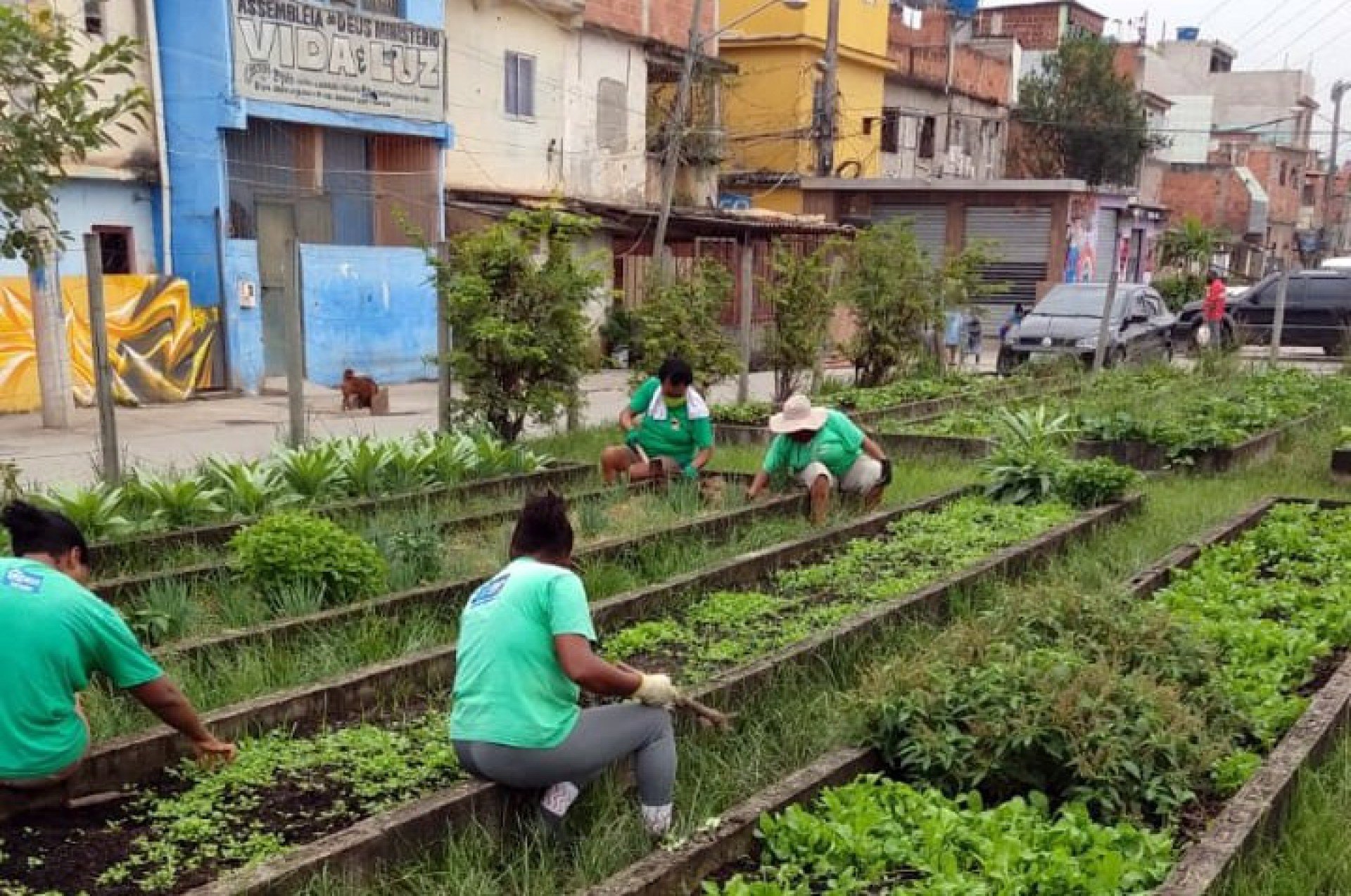 No Rio de Janeiro existe a maior horta comunitária da América Latina