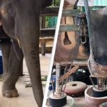 Veterinária coloca próteses e salva elefantes vítimas de minas explosivas