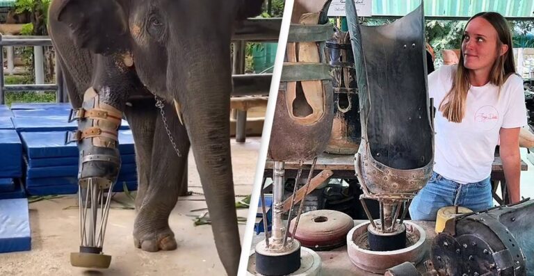 Veterinária coloca próteses e salva elefantes vítimas de minas explosivas