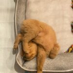 #SleepingDogChallenge contém fotos hilárias de cachorros dormindo em posições engraçadas