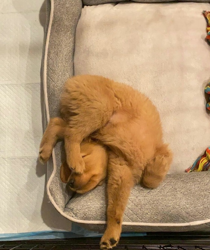 #SleepingDogChallenge contém fotos hilárias de cachorros dormindo em posições engraçadas