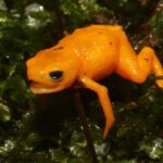 Sapinho fluorescente e venenoso é recém-descoberto no Brasil