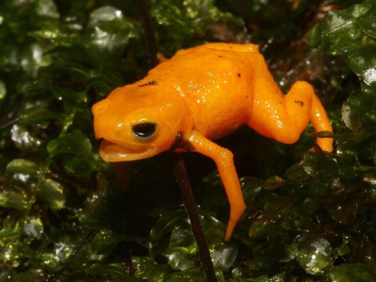 Sapinho fluorescente e venenoso é recém-descoberto no Brasil