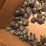 826 filhotinhos de tartaruga foram resgatados por voluntários nos EUA