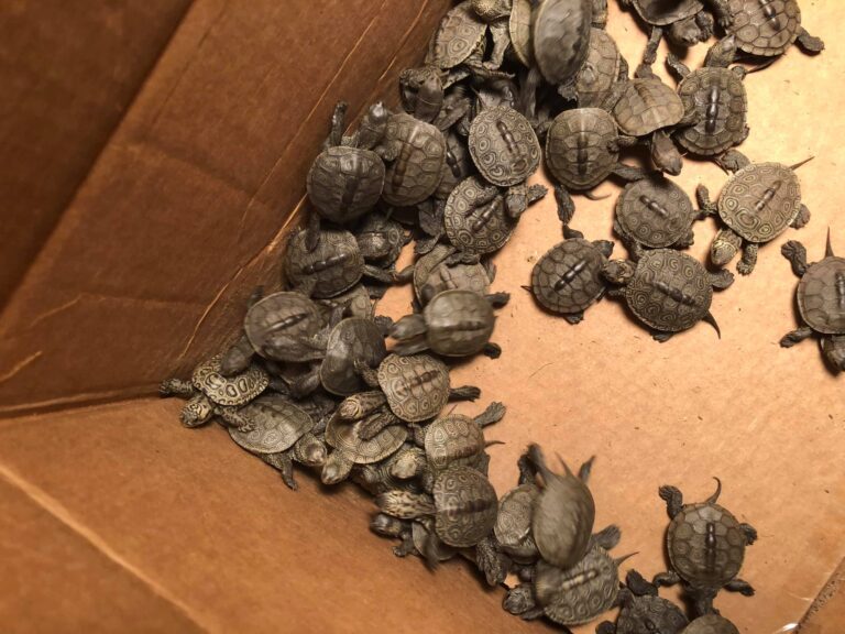 826 filhotinhos de tartaruga foram resgatados por voluntários nos EUA