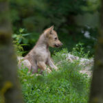 Câmera em floresta captura os primeiros uivos de um filhotinho de lobo