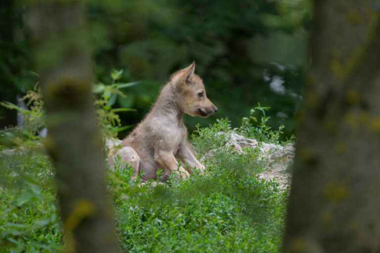 Câmera em floresta captura os primeiros uivos de um filhotinho de lobo