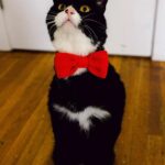 Linda história de superação do gatinho Rexie Roo