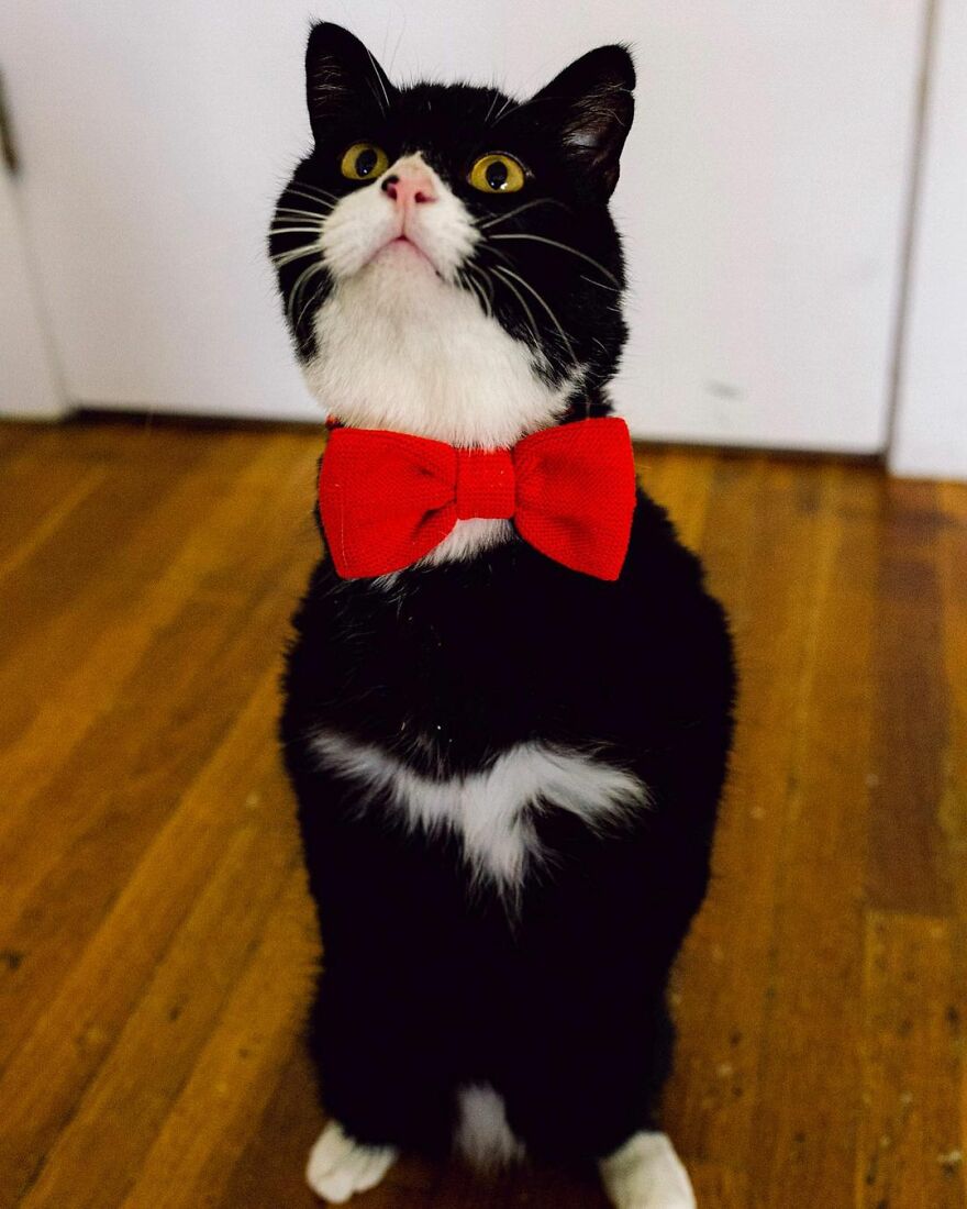 Linda história de superação do gatinho Rexie Roo