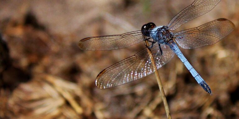 Nova espécie de libélula é descoberta em São Carlos