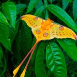 Mariposa-Lua-de-Madagascar