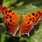 Question Mark Butterfly