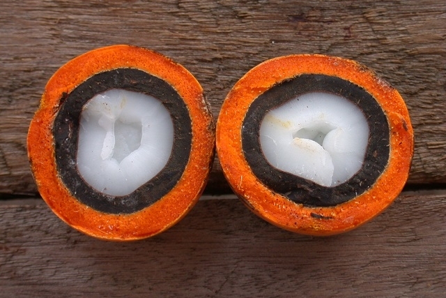 Pesquisadora descobre que fruto amazônico substitui óleo de palma