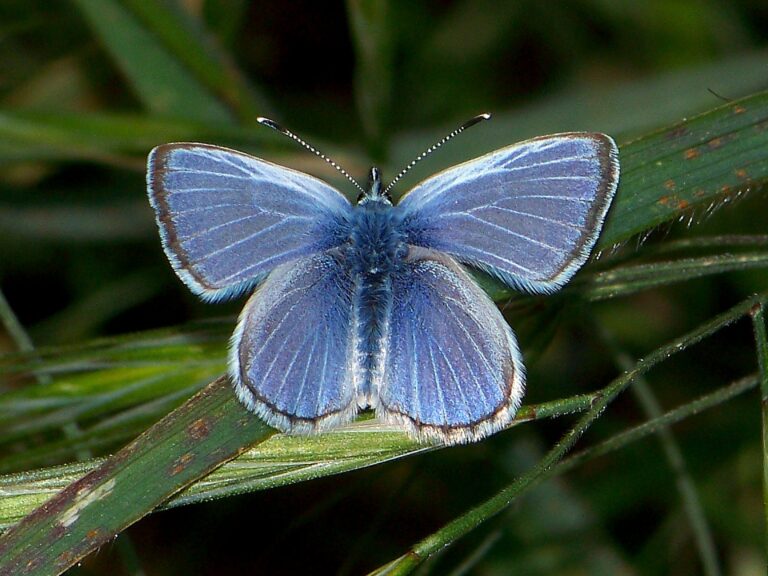 Palos Verdes Blue