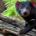 Diabos-da-tasmânia voltam a nascer na Austrália continental após 3 mil anos