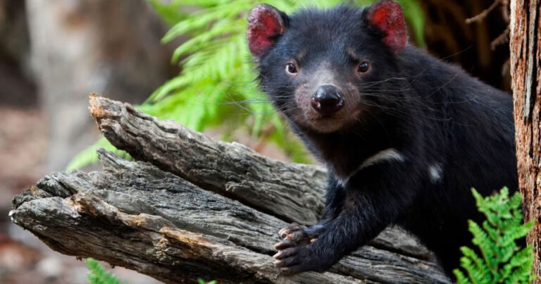 Diabos-da-tasmânia voltam a nascer na Austrália continental após 3 mil anos