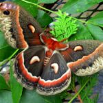Mariposa Cecropia