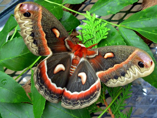 Mariposa Cecropia