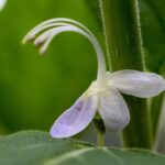 Flor rara desabrocha em árvore ameaçada de extinção