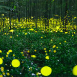 Fotos de longa exposição capturam vagalumes  dançando durante as noites de verão no Japão
