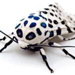 Mariposa Leopardo!