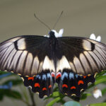 Orchard Swallowtail