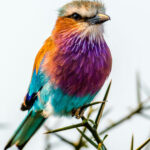 Rolieiro-de-peito-lilás