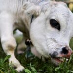 Vaca saudável que nasceu com nanismo vira xodó de Bangladesh