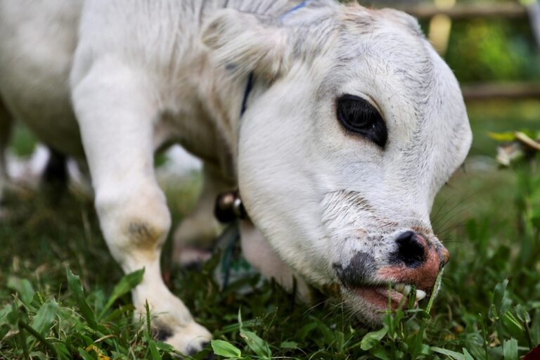 Vaca saudável que nasceu com nanismo vira xodó de Bangladesh